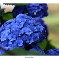 Hortensia bleu en Brocéliande