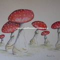 "Les champignons VIII"