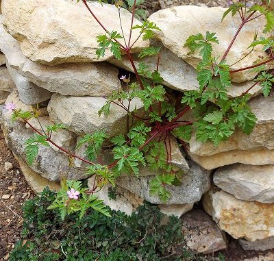 Le géranium Herbe à Robert