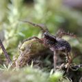 Araignée loup * Wolf spider