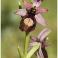 Ophrys de la Drome : Ophrys drumana