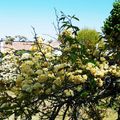 Le très florifère Rosier de Banks....