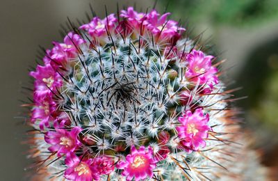La photo de la semaine : cactus en fleurs