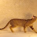 oriental spotted tabby