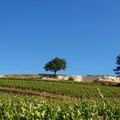 Mon programme de "vacances" (à Saint-Emilion)