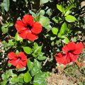 Ces trois fleurs d'hibiscus ... de Tunisie.