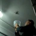 Une araignée au plafond