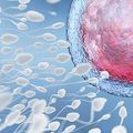 Comment Augmenter la Production du Sperme