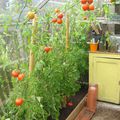 tomates en serre et roses du jardin :