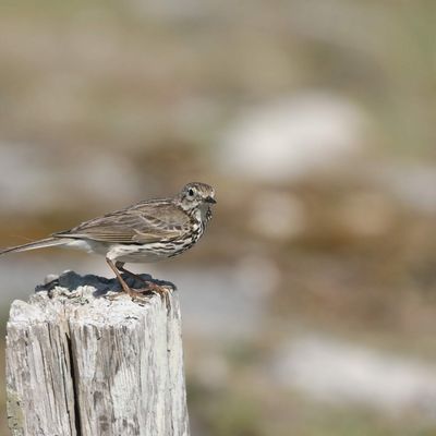 PIPIT MARITIME