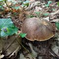 Passejem-nse tà hens deus bòscs ! / Promenons-nous dans les bois !