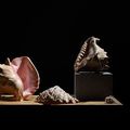 Bas Meeuws, Vanitas and other still life