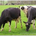 Les vaches laitières...