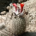 FLEURS DE CACTUS