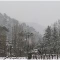 Perce neige à feuilles bleues