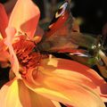 Photos Macrographies - Papillon sur Fleur de
