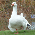 UN PETIT COUCOU... DU JARDIN DU BOIS MARQUIS...