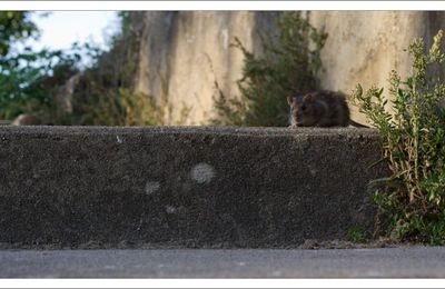 Le retour des rats