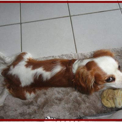 les facéties d'IPOP !