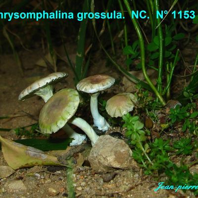 CHRYOMPHALINA