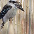 Le kookaburra est un oiseau qui vit en Australie