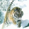 De fausses photos de tigres pour attirer les touristes