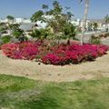 Rond-point à San José Del Cabo (Basse-Californie)
