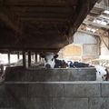 Attention, vaches inside (la traite) - Rencontres de Cambremer