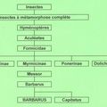 Document I - Parmi les insectes 