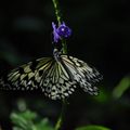 Papillons, Niagara, Ontario