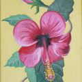 Hibiscus   ( 16x24 )