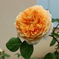 Crown Princess Margareta mai 2016