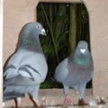 ilya2 petits pigeons