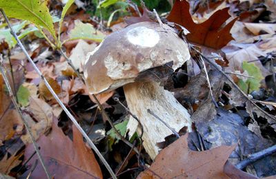 Cèpes 2013, vers un automne petit bras d'edulis ?