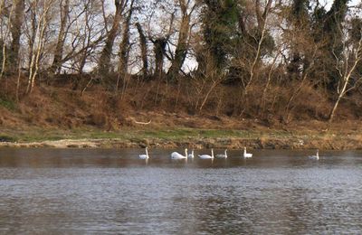 LES CYGNES 