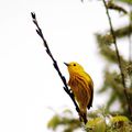 Paruline jaune-mâle