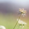 Promenade macro en bord de Loire ...