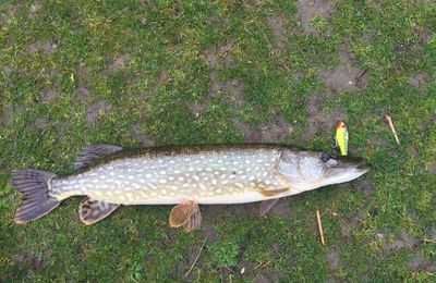 Ouverture réussie et pêcheur heureux