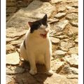 Chats en Corse #9