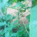 plant de tomate