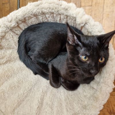 Bagherra aussi aime se reposer