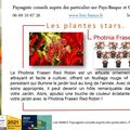 🌿-PHOTINIA X FRASERI ‘RED ROBIN’ Par Paysagiste Pays Basque. Paysagiste Landes.