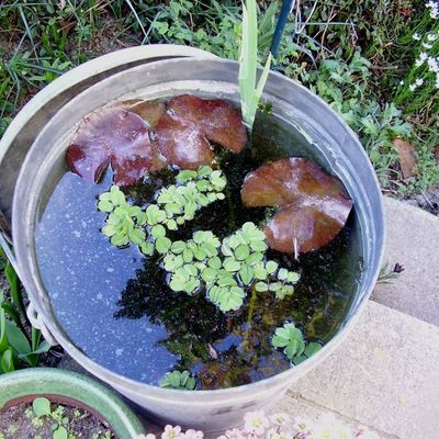 Nenuphar et Salvinia