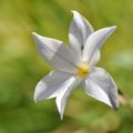 L'Ipheion uniflorum 'Wisley Blue' (2)