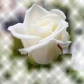 Une rose blanche pour la Paix