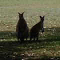 BROOME, des kangourous, chameaux et autres bestioles