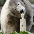 Bon anniversaire Knut, l'ours polaire