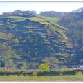 Nous allons vers Rüdesheim ( suite de ma croisière sur le Rhin ) 