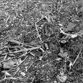 Jackson Pollock's tools in a winter cornfield.