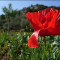 Les premiers coquelicots...